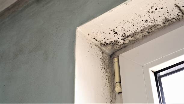 Best Airborne Mold Testing  in Pleasant Hill, CA