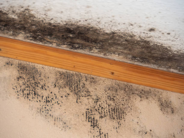 Best Residential Mold Inspection & Testing  in Pleasant Hill, CA