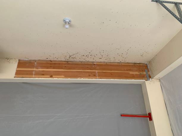 Best Mold Remediation for Rental Properties  in Pleasant Hill, CA