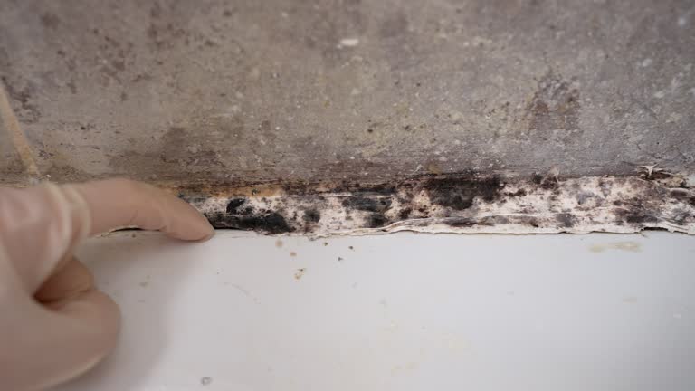 Best Crawl Space Mold Remediation  in Pleasant Hill, CA