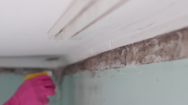 Best Black Mold Removal  in Pleasant Hill, CA